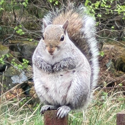 ProfessorNutkins