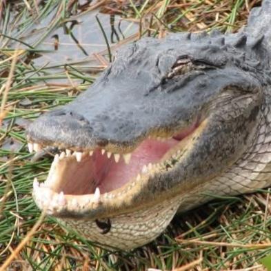 GatorNuggets