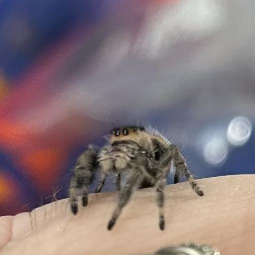 holyhorror