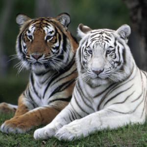 Whitetiger83