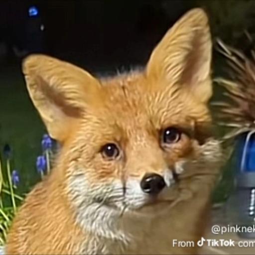 FoxLover97
