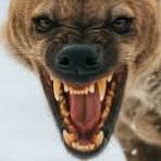 The_Hyena
