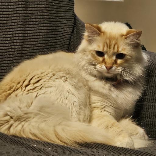 KevinKat