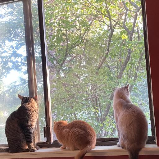 CleoMotherOfCats