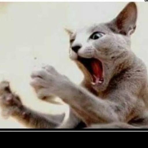Minou4