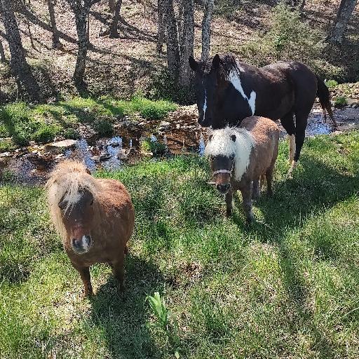 Cowhoss