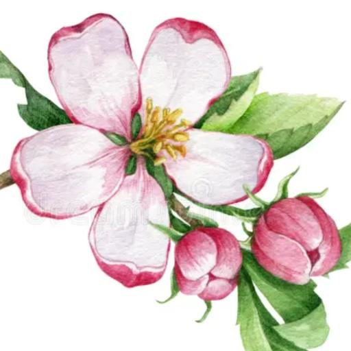 AppleBlossom