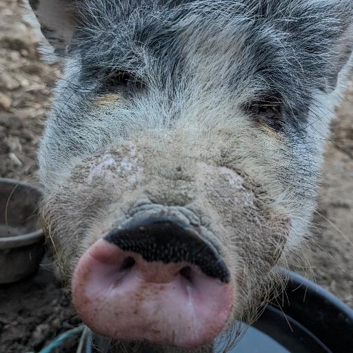 PigFloyd