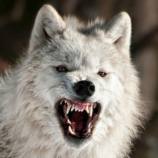 WhiteWolfDemon