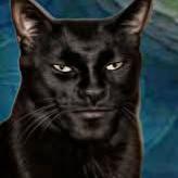 Madbagheera
