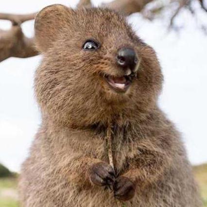 quokk_a113