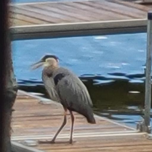 daycrane
