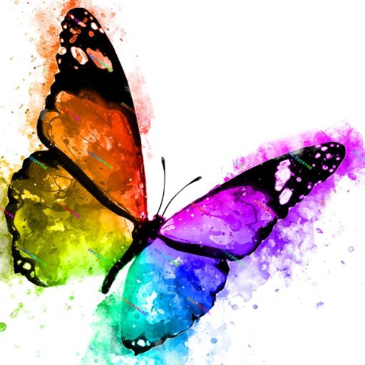 Butterfly805