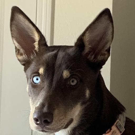 Huskyheeler