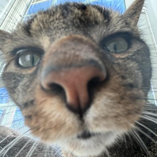 Crazycatowner