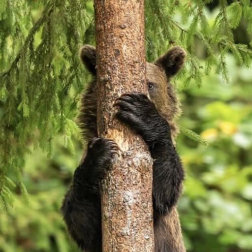 Akblkbear
