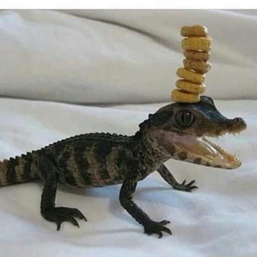 Krokkenoster