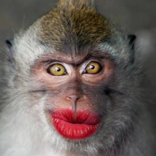 MoNkEyBiZ69
