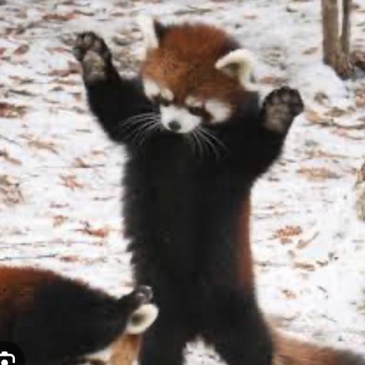 BearyAfraid