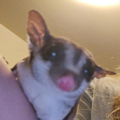 KiwiKat