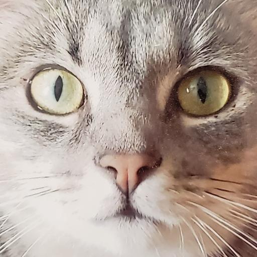 CinderCat