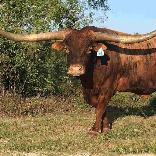 longhorn55