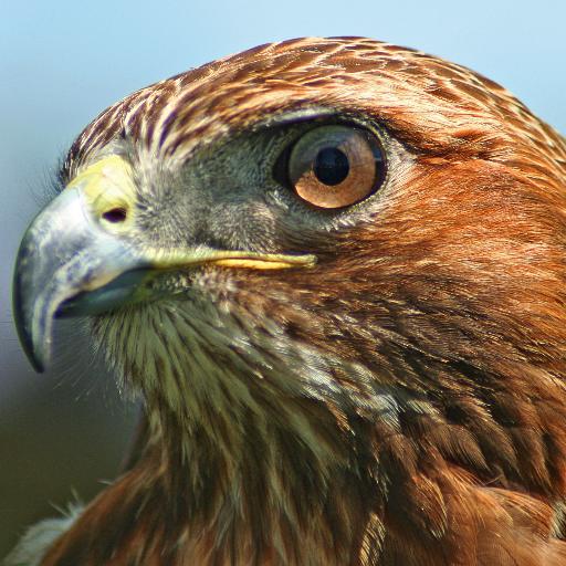 The_Hawk