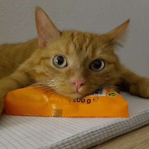SkyCatGames