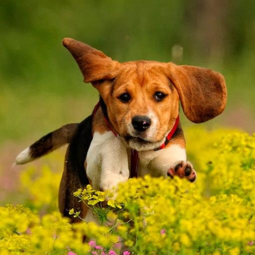 thebeagle