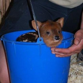 BucketDeer