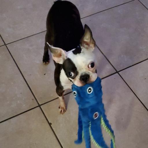 Echohusky