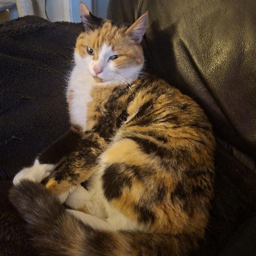 Tigress0