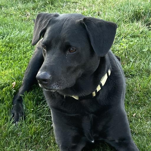 Mayor_Gus