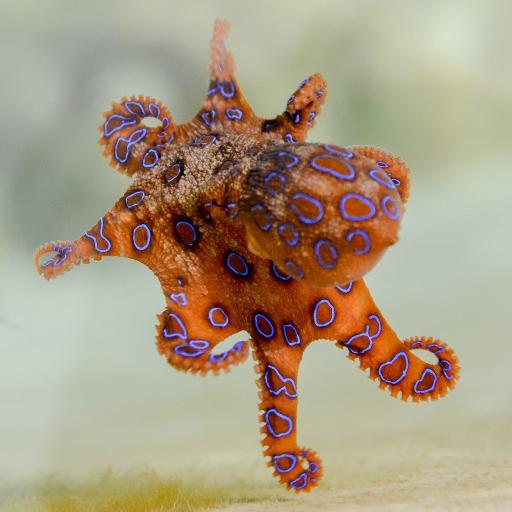OctopusDiver