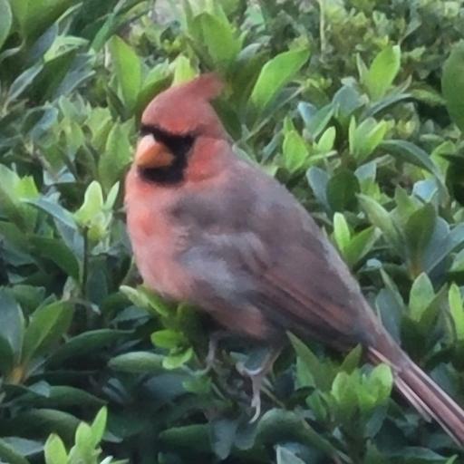 The_Cardinal