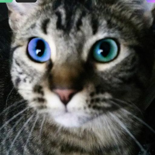 DoodleLicket