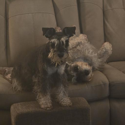 Schnauzers