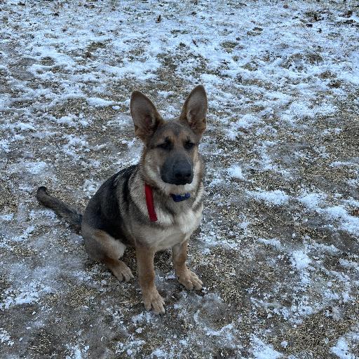 Myshepherd