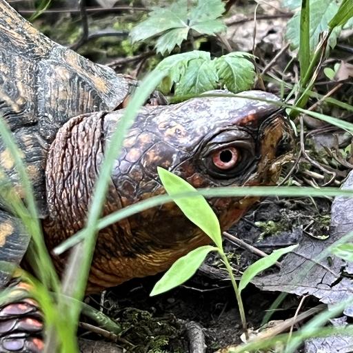 TurtleDave