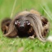 FiefMeister
