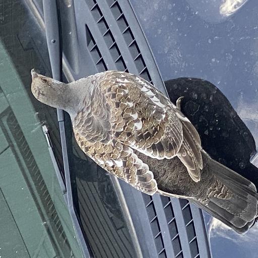 Ruffsurface