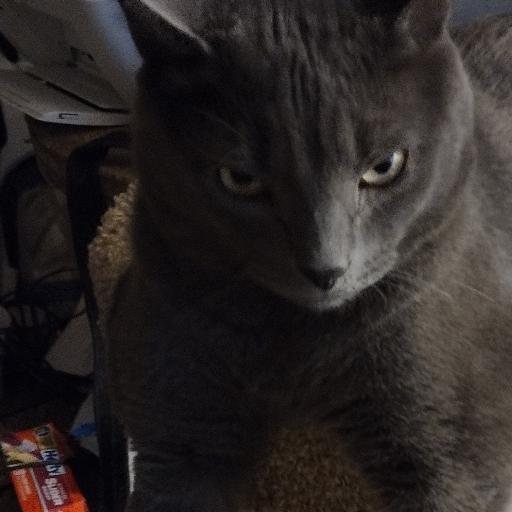 Buddycat