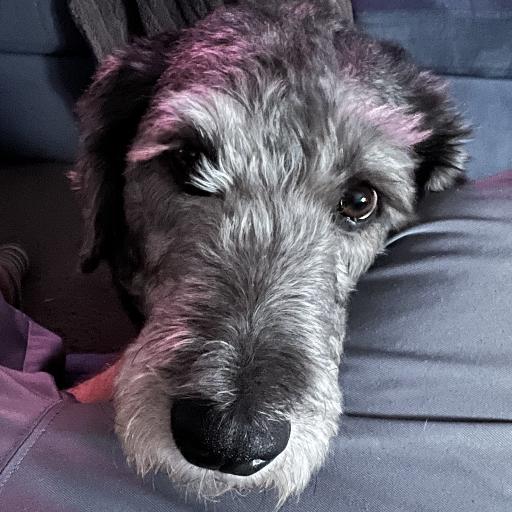 RizzoTheDog