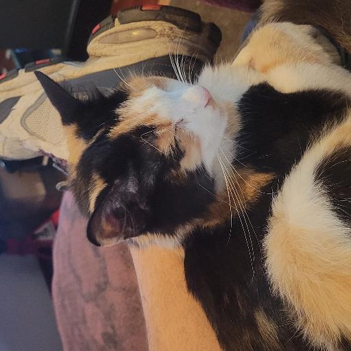 kitskit