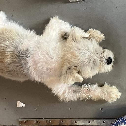 Korydog