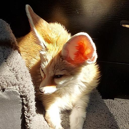 Knottyfox