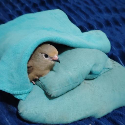 PIKAPOEPIES