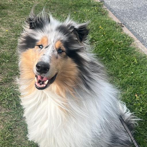 LuluMelvin