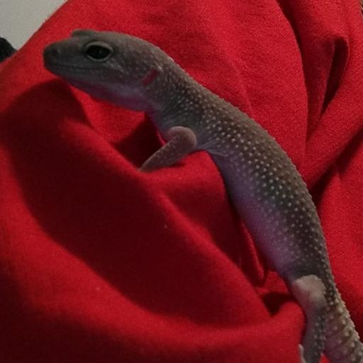 Rozo