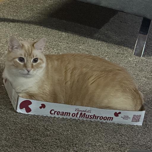 CasperCatt